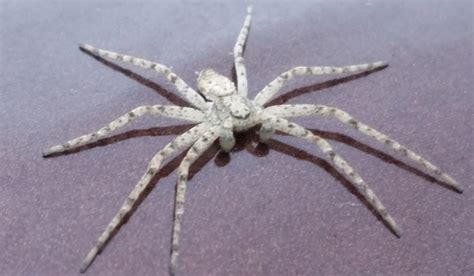 Free photo: White Spider - Insect, Nature, Spider - Free Download - Jooinn