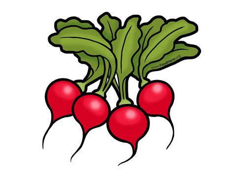 Radish Illustration from FoodHero.org | Cute food art, Vegetable ...