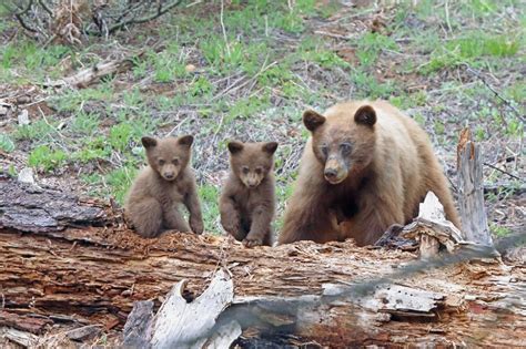 yosemite bears are flourishing – johnrieber