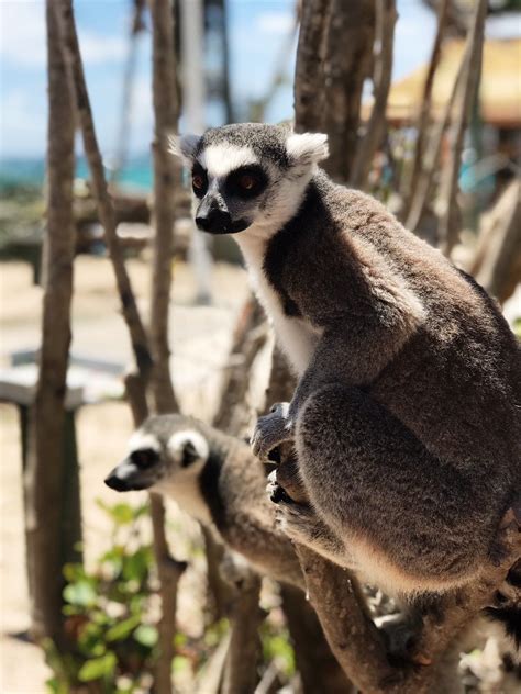 Necker Island Wildlife Tour with Gumption's Learning Adventures. Meet the animals that call ...