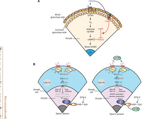 [PDF] Developmental control of oocyte maturation and egg activation in ...