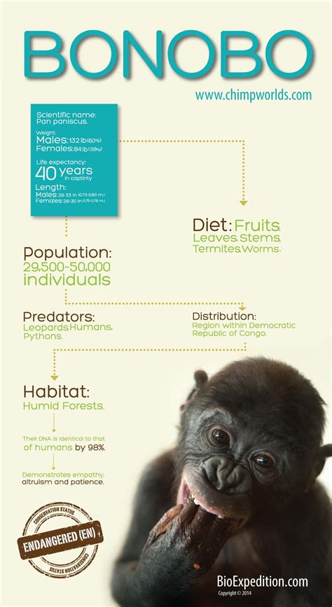 Bonobo Infographic