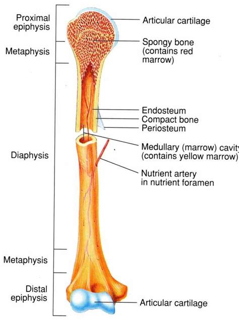 longer than they wide one five types of this Anatomy Of The Long Bone section will examine the ...