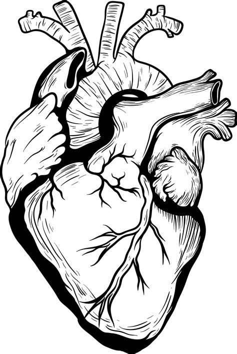 Download HD Heart Drawing Organ Designer Heart Transprent Free - Heart Organ Drawing Transparent ...