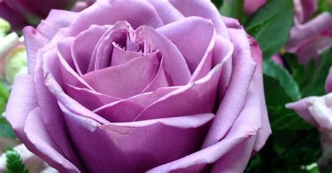 Lilac Rose | Rose, Purple roses, Flowers