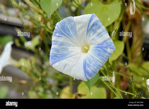 Mexican morning glory (Ipomoea tricolor 'Flying Saucers' Stock Photo - Alamy