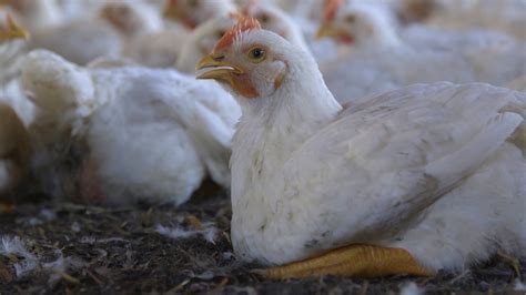 10 things to know about factory-farmed chickens