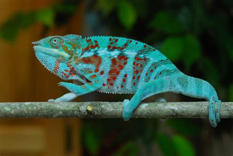 The 3 Best Pet Chameleons For Beginners