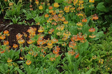 Primula bulleyana - Alpine Garden Society