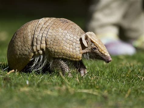 Armadillos May Be Behind Increase In Florida Leprosy Cases | Health ...