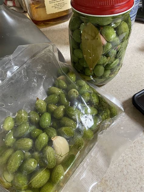 Mexican gherkins two ways : r/fermentation