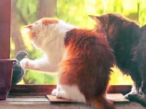 Why Do Cats Make a Chirping Sound When They See Birds?