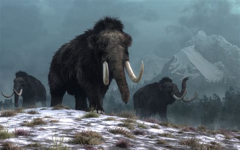 Last of the Woolly Mammoths Died in 'Catastrophic' Event on Wrangel ...