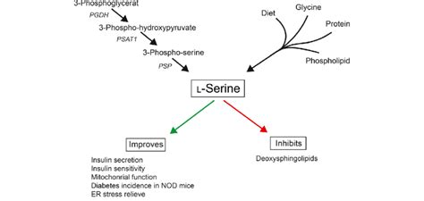 L-serine metabolism and activities. The pathways for the creation of ...