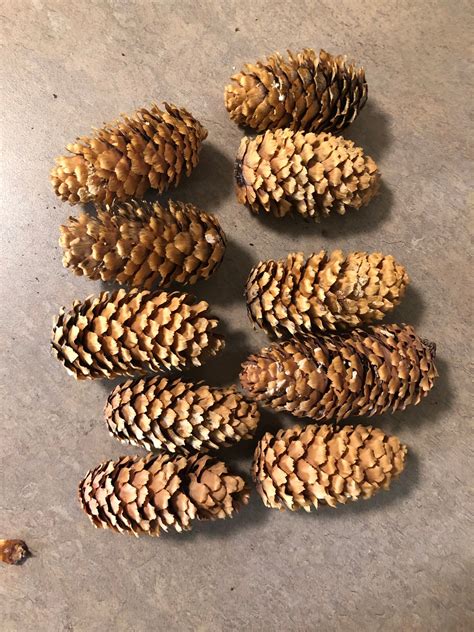 Blue Spruce Tree Pine Cones - Etsy