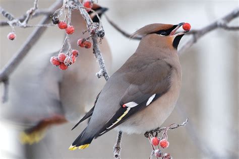 Winter Berries for Birds - The National Wildlife Federation Blog