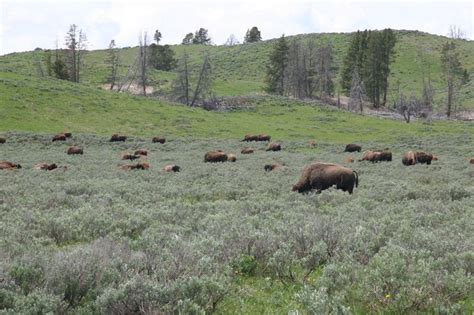 Bison herd, Yellowstone National Park | Yellowstone national park ...