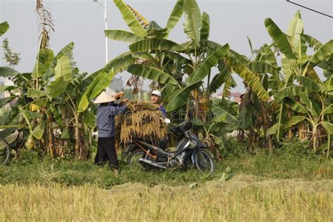 Farmer is Harvesting Rice Plant Editorial Stock Photo - Image of north, crop: 61264703