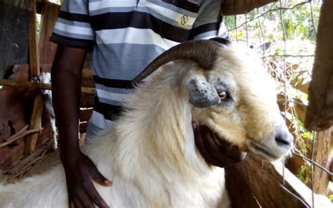 Farmers in Kwale receive 48 hardy galla goats - FarmKenya Initiative