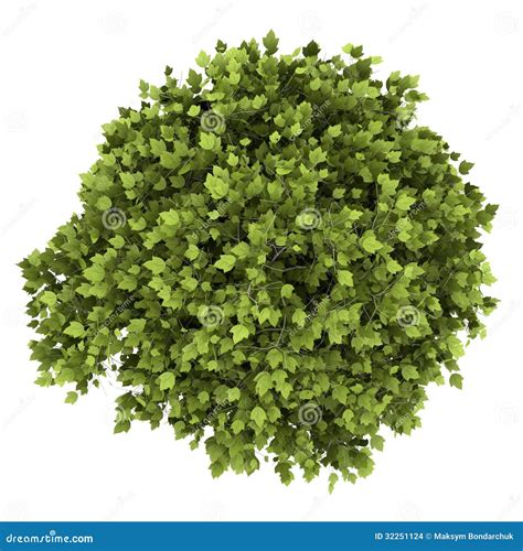 Top View of Bonsai Plant in Pot Isolated on White Stock Illustration - Illustration of bonsai ...