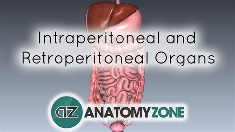 Intraperitoneal and Retroperitoneal Organs - 3D Models, Video Tutorials & Notes | AnatomyZone