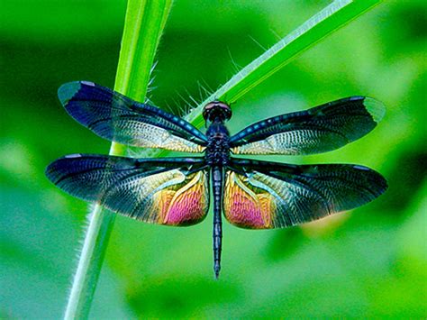 Sandra Graves / Isis Rising: Dragonflies - Beautiful and Ancient