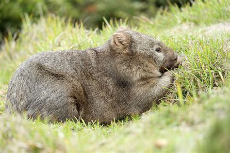 Wombats are largely nocturnal but this one was relaxing in mid-morning ...