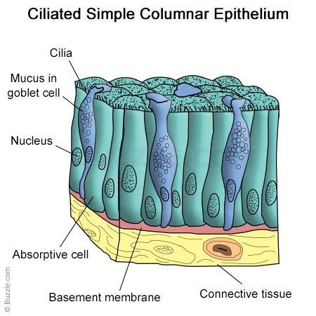 Simple Columnar Epithelium: A Labeled Diagram and Functions