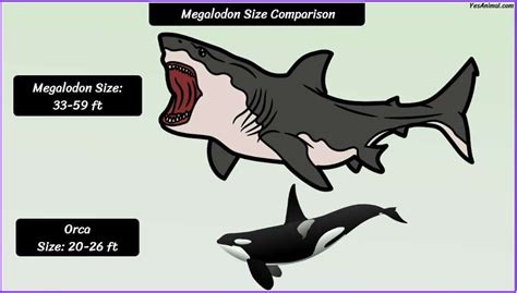 Megalodon Size: How Big Were They Compared To Others?