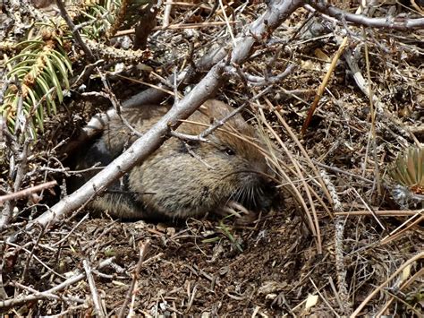 wildlife wednesday — Pocket gophers — Estes Valley Watershed Coalition - EVWC | Estes Park