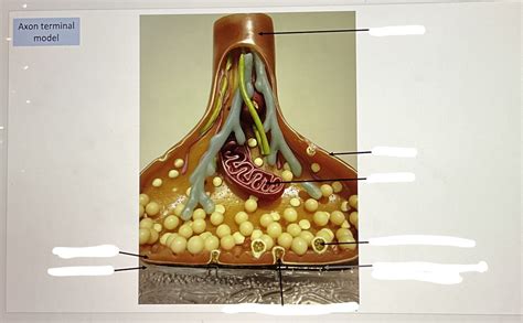 axon terminal Diagram | Quizlet