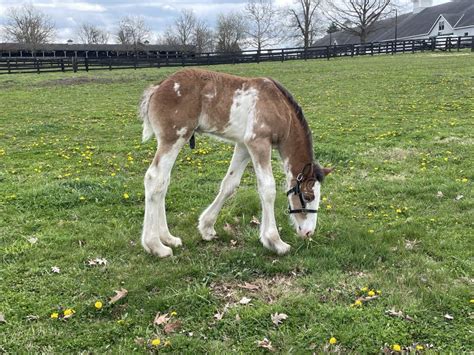 Baby Clydesdale Stock Photos - Free & Royalty-Free Stock Photos from Dreamstime