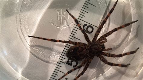 Female Dark Fishing Spider - PEST CONTROL CANADA