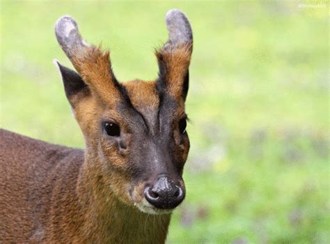 Southern Red Muntjac is found in south Asia, and is omnivorous, feeding ...