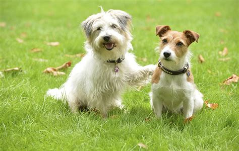 Doc Martin: 'The dogs really love Martin Clunes and jump all over him!'