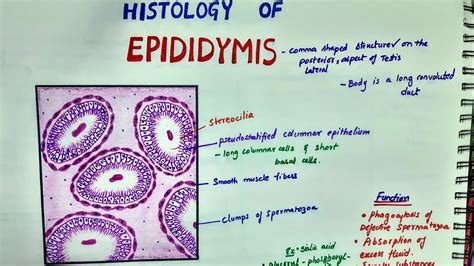 Histology Of Epididymis - YouTube