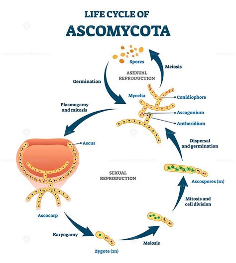 Life cycle of ascomycota vector illustration – VectorMine in 2022 | Life cycles, Chakra meanings ...