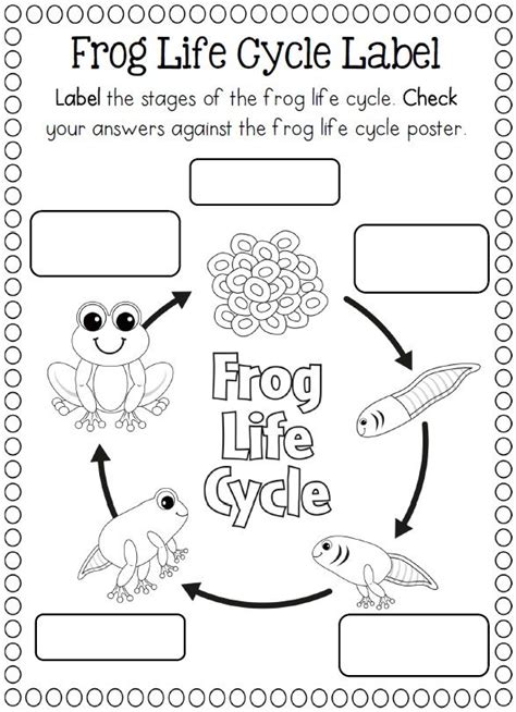 Life Cycle Of A Frog Worksheet