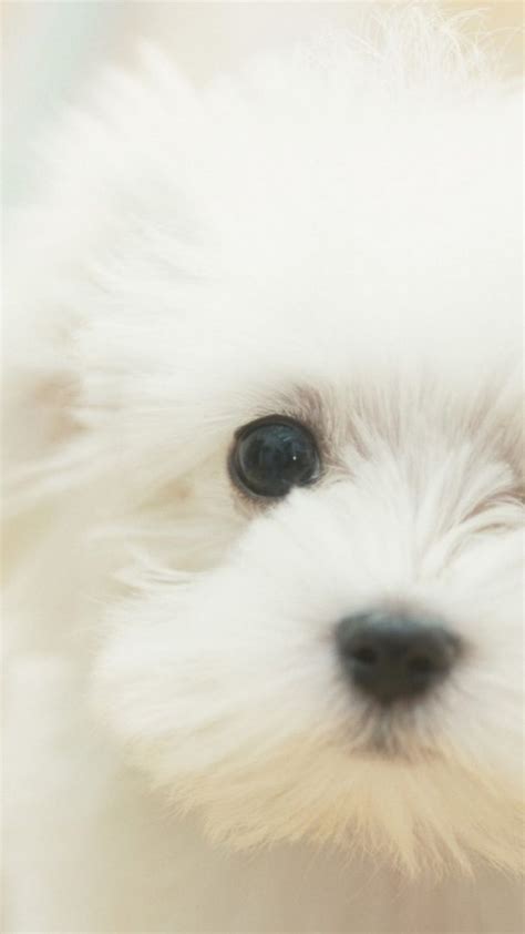 Puppies Wallpaper For Android - 2021 Android Wallpapers