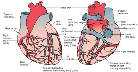 Pin by Phoebe Cooper on Education, Science, & Medicine | Arteries and veins, Coronary ...