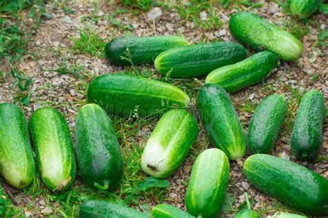 Cucumber. Very Good Harvest of Cucumbers. Harvesting of Cucumbers. Very Tasty Vegetables Stock ...