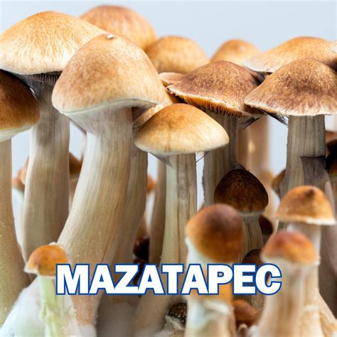 Mazatapec Spore Syringe (P. Cubensis) | Shop Now