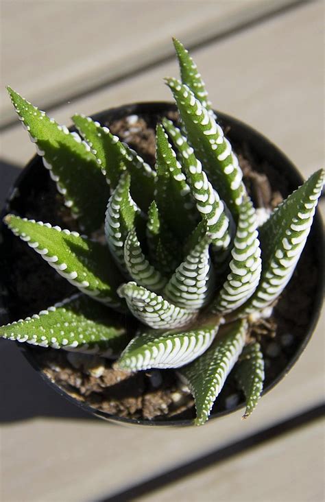 Haworthia fasciata "Zebra Plant" – Altman Plants