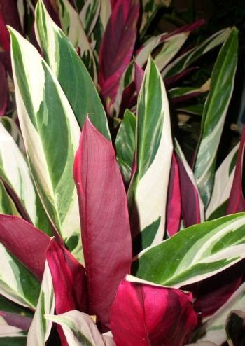 Tricolor Stromanthe | Plants, Indoor plants, Ginger plant