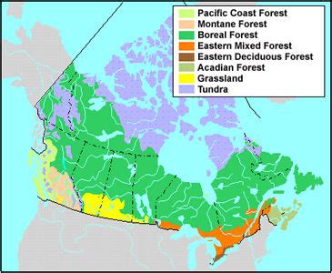 Boreal Forest - The Canadian Encyclopedia