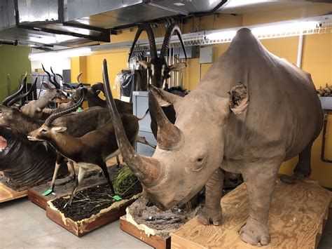 Peek inside the Houston Museum of Natural Science archives