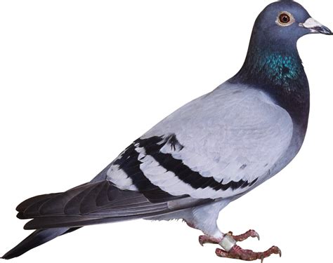 This Png File Is About Pigeon , Png - Pigeon Png Clipart - Full Size Clipart (#3904032) - PinClipart