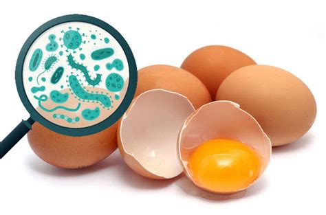 How to Make Sure Your Eggs Are Salmonella Free - Urban Farm Online