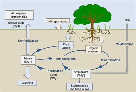 symbiotic plants diagram