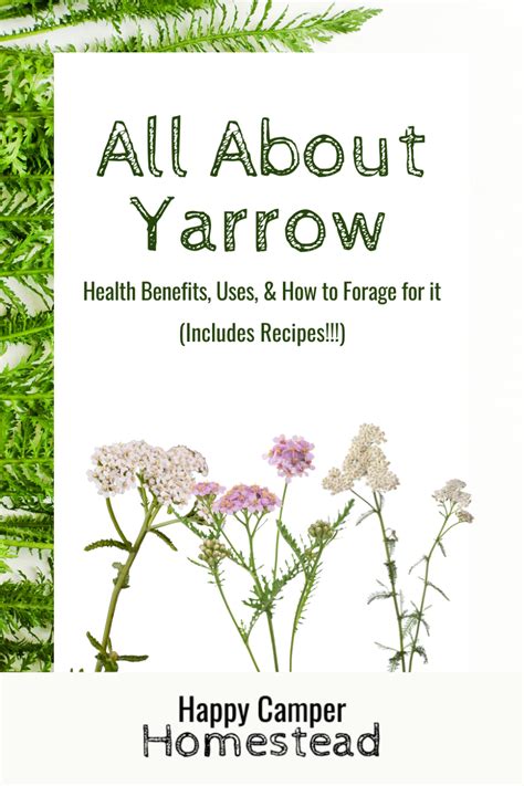 All About Yarrow (Health Benefits, Uses, & How to Forage for it ...